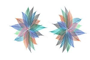 White Background Prints: Multi-colored skeleton leaves arranged in radial pattern on white background