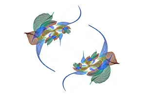 White Background Prints: Multi-colored skeleton leaves arranged on white background