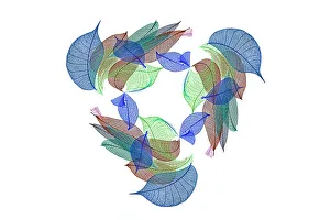 White Background Prints: Multi-colored skeleton leaves arranged on white background