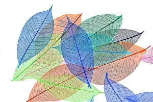 White Background Prints: Multi-colored skeleton leaves arranged on white background