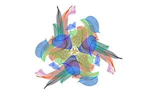 White Background Prints: Multi-colored skeleton leaves arranged on white background