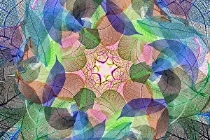 White Background Prints: Multi-colored skeleton leaves arranged on white background