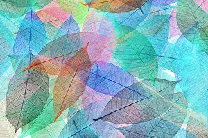 White Background Prints: Multi-colored skeleton leaves arranged on white background