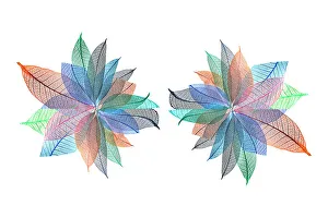 White Background Prints: Multi-colored skeleton leaves arranged on white background