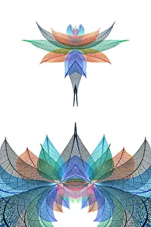 White Background Prints: Multi-colored skeleton leaves arranged on white background