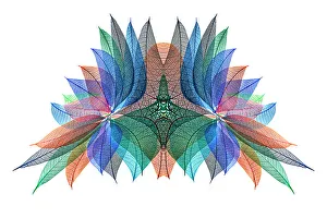 White Background Prints: Multi-colored skeleton leaves arranged on white background