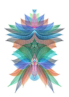 White Background Prints: Multi-colored skeleton leaves arranged on white background
