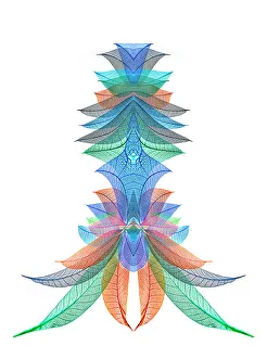 White Background Prints: Multi-colored skeleton leaves arranged on white background