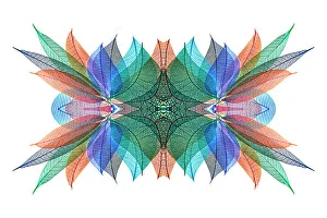 White Background Prints: Multi-colored skeleton leaves arranged on white background