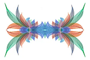 White Background Prints: Multi-colored skeleton leaves arranged on white background
