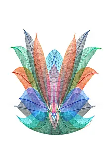 White Background Prints: Multi-colored skeleton leaves arranged on white background