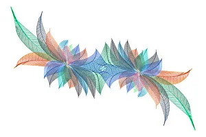White Background Prints: Multi-colored skeleton leaves arranged on white background