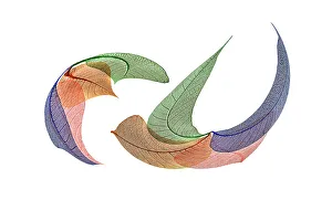 White Background Prints: Multi-colored skeleton leaves arranged on white background