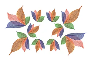 White Background Prints: Multi-colored skeleton leaves arranged on white background