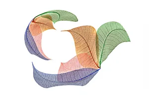 White Background Prints: Multi-colored skeleton leaves arranged on white background