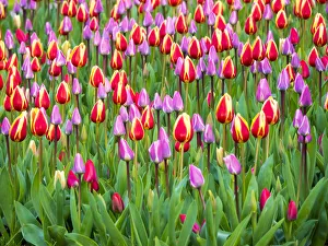 Images Dated 13th April 2016: Multicolored flowers in Spring bloom