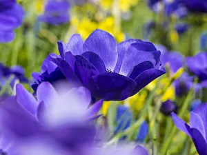 Botany Prints: Multicolored flowers in Spring bloom