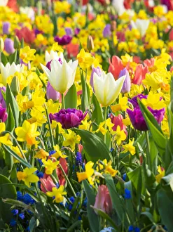 Multicolored flowers in Spring bloom