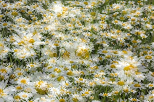 Multiple exposure of group of daisy flowers, Kentucky