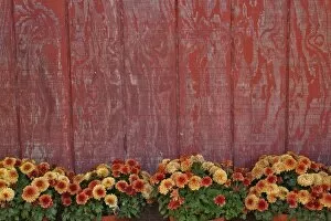 Images Dated 9th October 2007: Mums and red barn wall