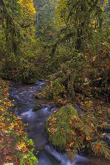 Images Dated 27th October 2021: Munson Creek Falls State Natural Site in autumn near Tillamook, Oregon, USA