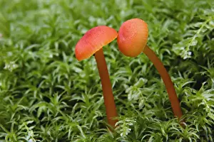 Images Dated 14th June 2006: Mushroom close-up, Great Smoky Mountains National Park, Tennessee