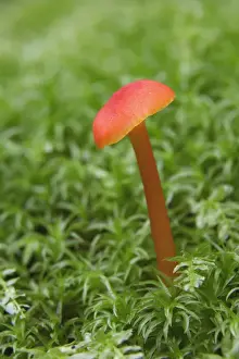 Fungus Prints: Mushroom close-up, Great Smoky Mountains National Park, Tennessee