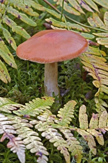 Images Dated 12th October 2005: Mushroom and ferns, Birch Forest, Mount Desert Island, Acadia National Park, Maine