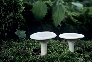 Mushroom Prints: Mushroom, Oberaegeri, Switzerland