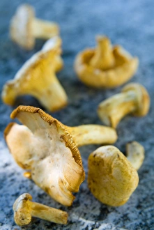 Fungi Gallery: Mushrooms, Chanterelles, (Cantharellus cibarius)