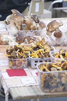 Outdoor Market Prints: Mushrooms (porcini or cepes and chanterelles) for sale at a market stall at the market