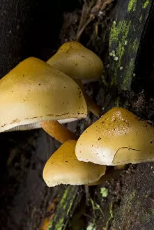 Mushrooms, Stanley Park, British Columbia