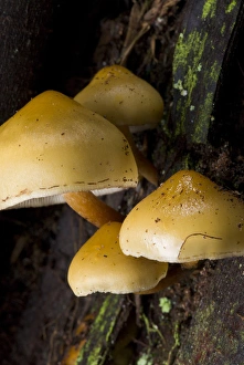 Images Dated 20th January 2007: Mushrooms, Stanley Park, British Columbia