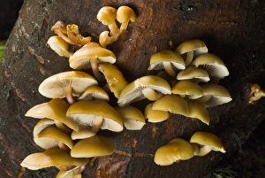 Images Dated 20th January 2007: Mushrooms, Stanley Park, British Columbia