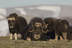 Images Dated 3rd June 2017: Musk ox, Arctic tundra
