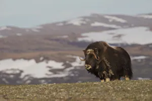 Sub Arctic Prints: Musk Ox, Arctic tundra