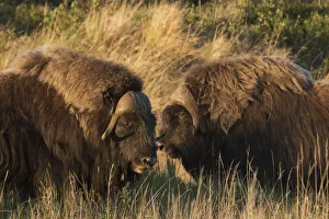Images Dated 6th June 2016: Musk Ox Bulls