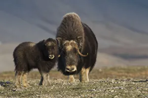 Images Dated 3rd June 2017: Musk ox with calf