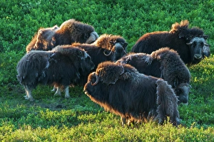 Tundra Prints: Musk ox herd, early morning light on the arctic tundra, Seward Peninsula, Alaska