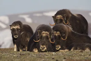 Ken Archer Prints: Musk Ox herd resting