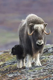 Ken Archer Prints: Musk ox with young calf