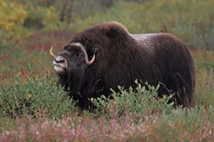 North Slope Prints: muskox bull scents the air in fall tundra, North Slope of the Brooks Range, Alaska