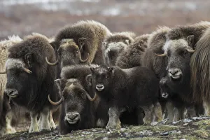 Seward Peninsula Prints: Muskox curious youngster