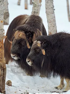 Artiodactyla Prints: Muskox in deep snow during winter. Scandinavia, Norway, Bardu, Polar Park