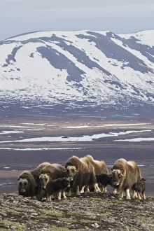 Seward Peninsula Prints: Muskox herd, Arctic habitat