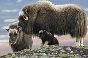 Animals Collection: Muskox mother with young calf