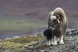 Seward Peninsula Prints: Muskox with newborn calf