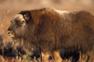 Animal Body Prints: muskox, Ovibos