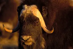 North Slope Prints: muskox, Ovibos moschatus, bull on the central Arctic coastal plain