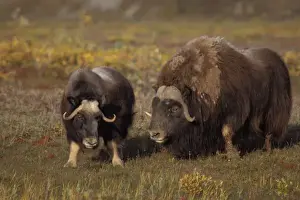 North Slope Prints: muskox, Ovibos moschatus, bull and cow on the central Arctic coastal plain, North